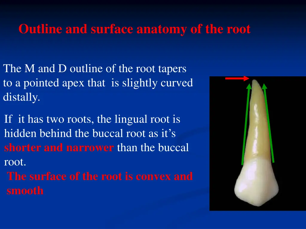 outline and surface anatomy of the root