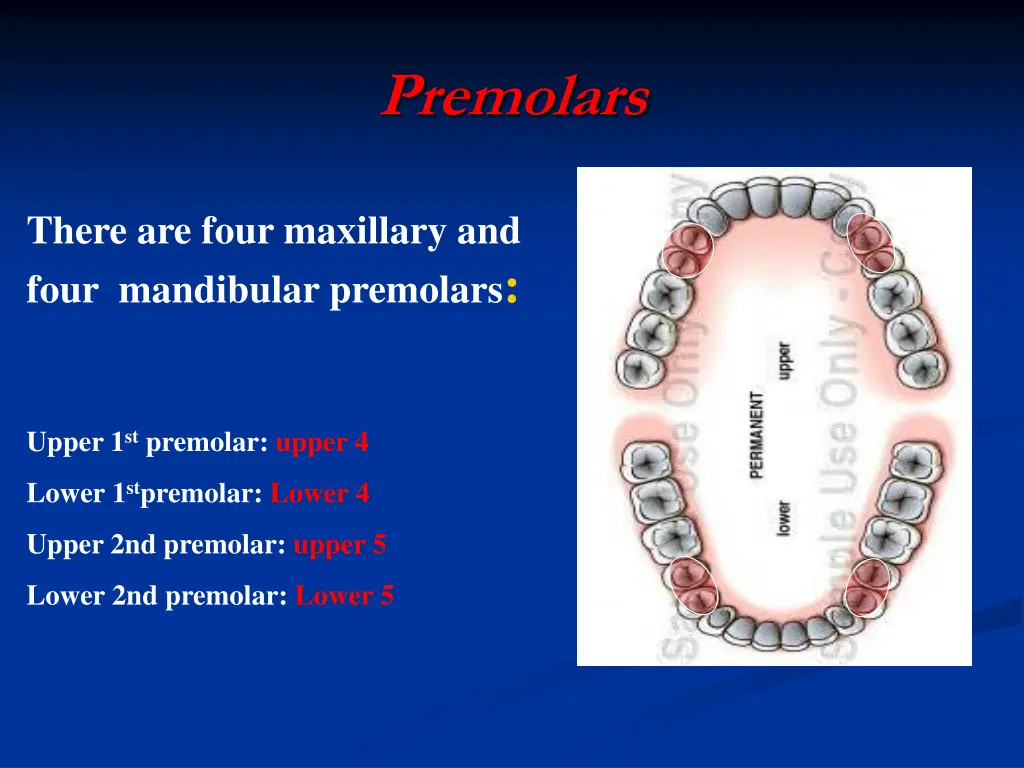 premolars
