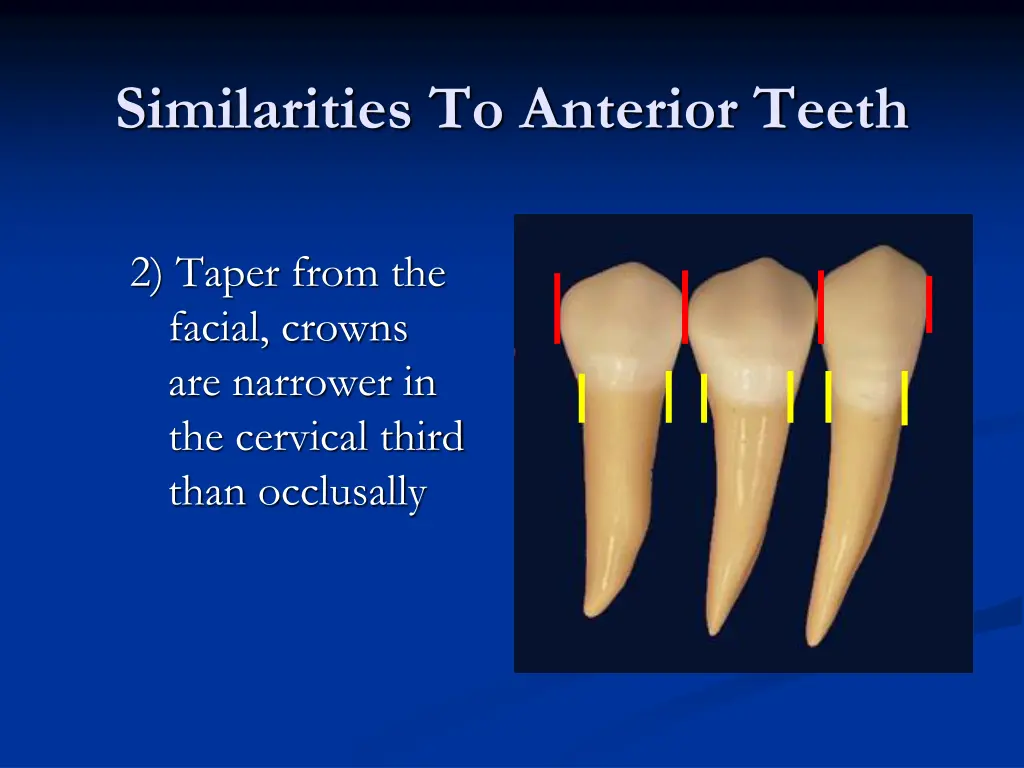 similarities to anterior teeth 1