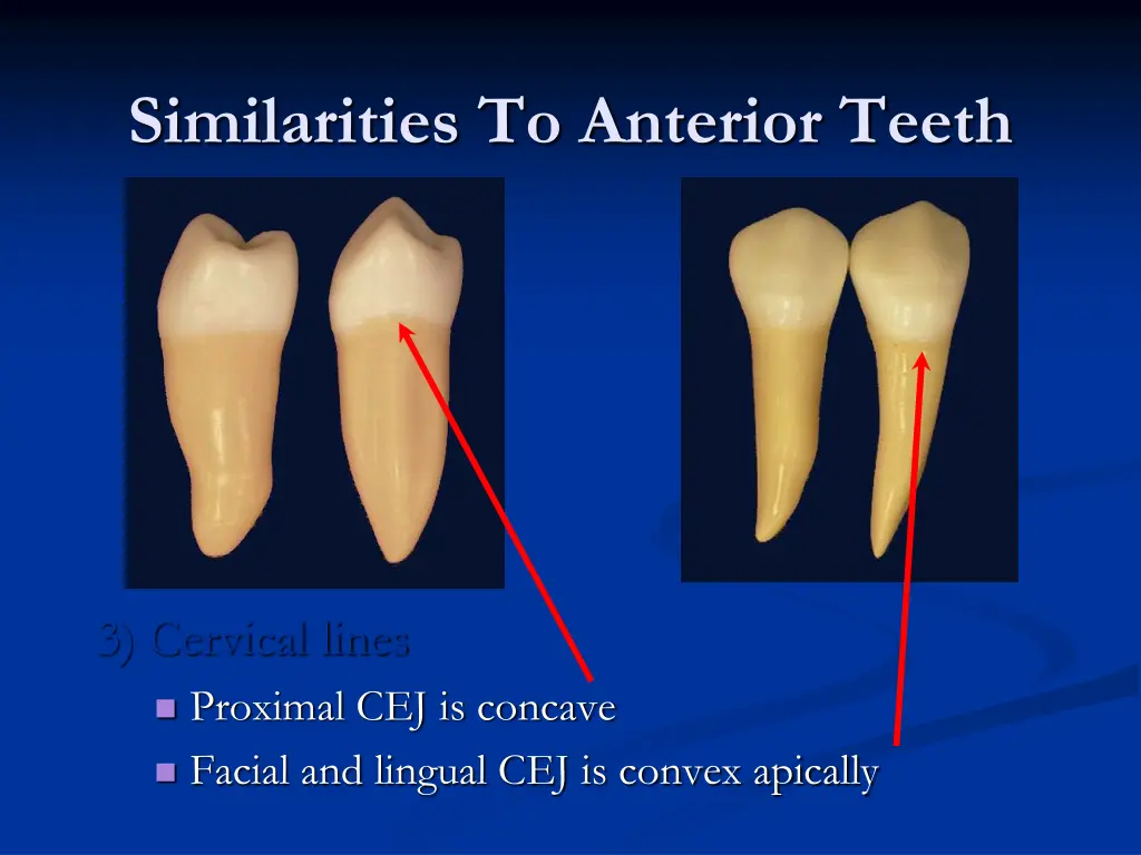 similarities to anterior teeth 2