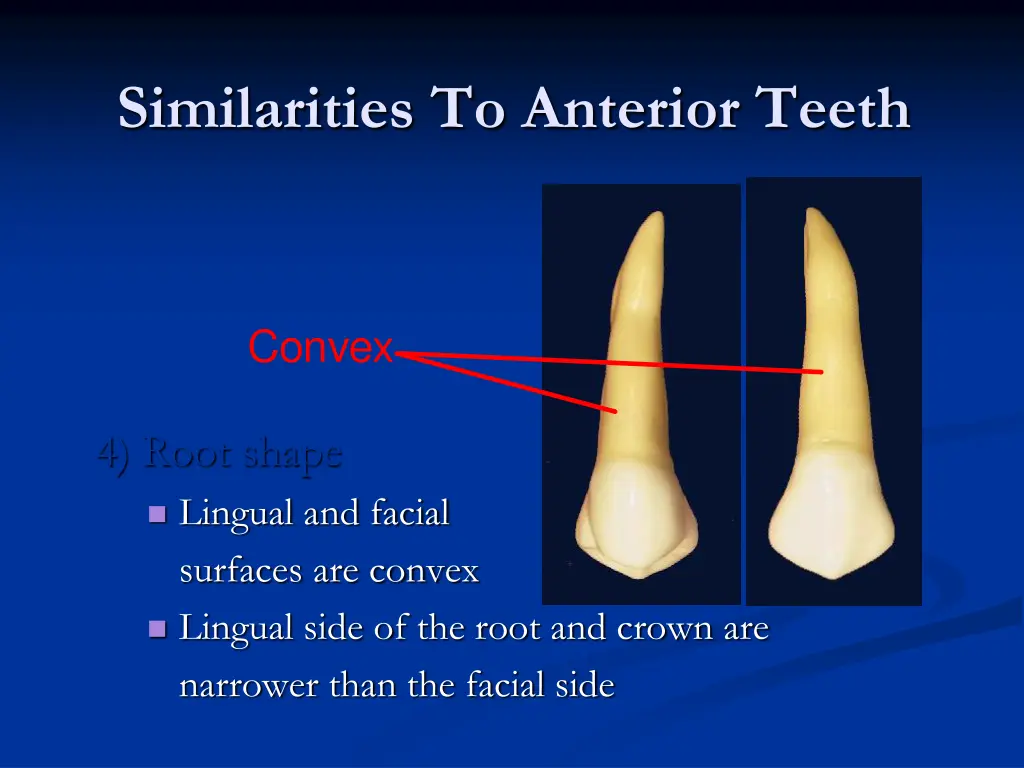 similarities to anterior teeth 3