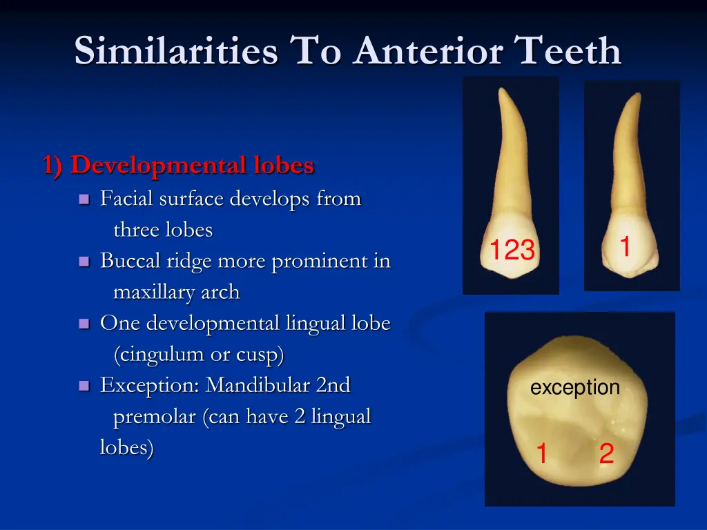 similarities to anterior teeth