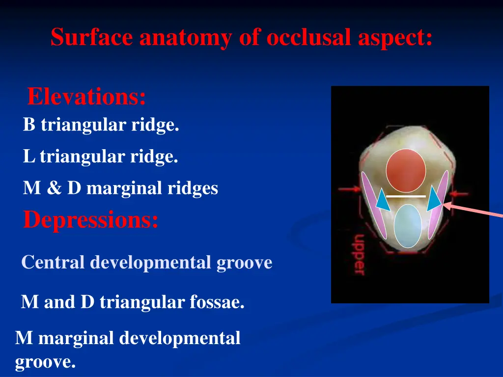 surface anatomy of occlusal aspect