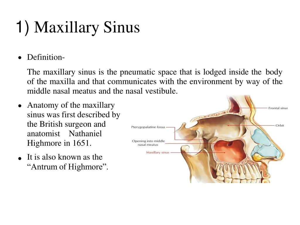 1 maxillary sinus