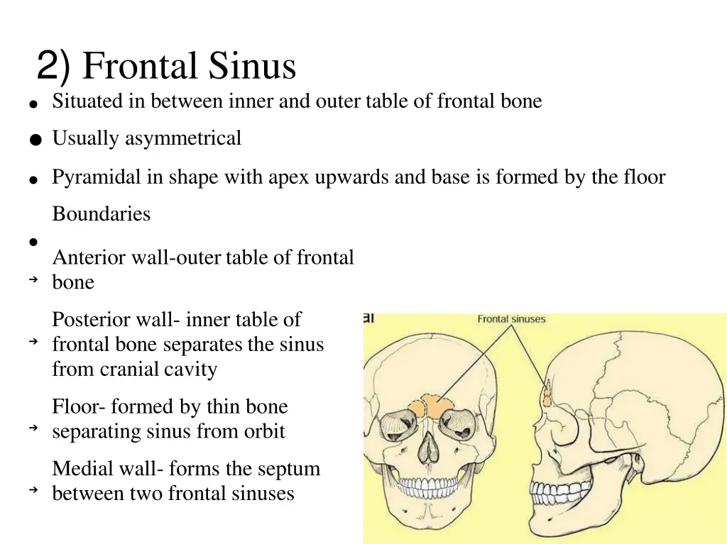 2 frontal sinus situated in between inner