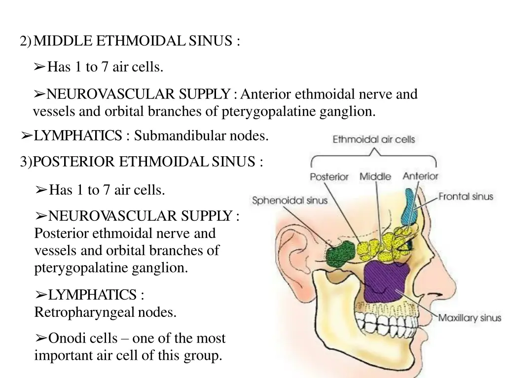 2 middle ethmoidalsinus