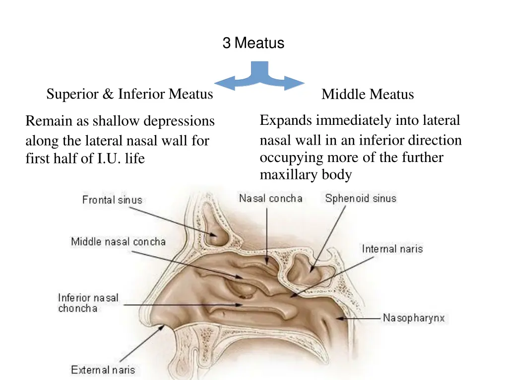 3 meatus
