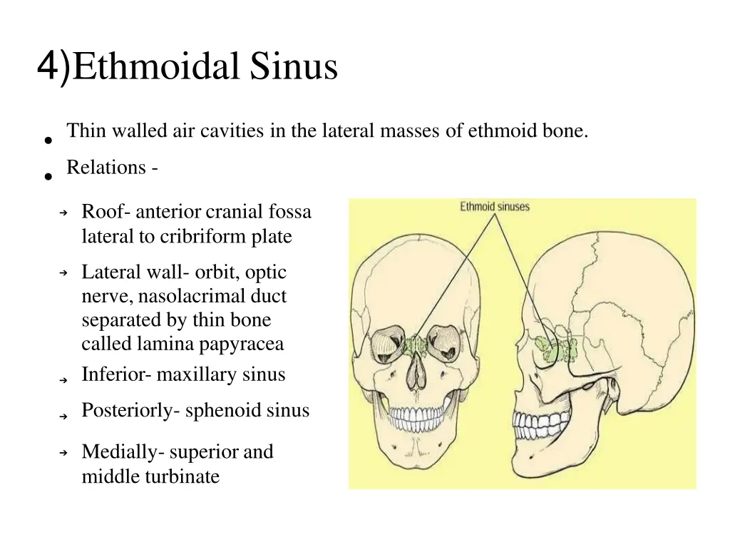 4 ethmoidal sinus