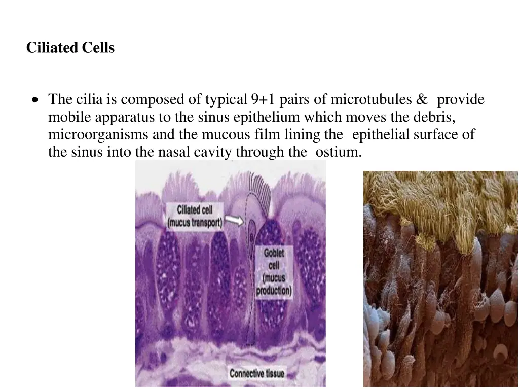 ciliatedcells