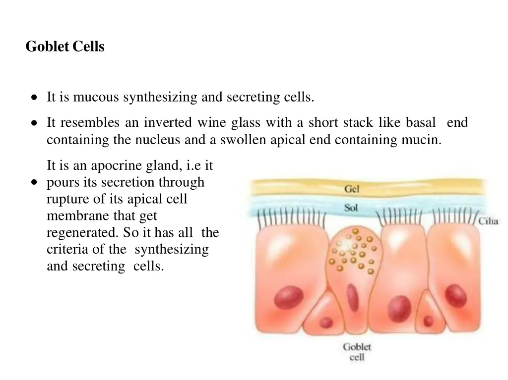 gobletcells