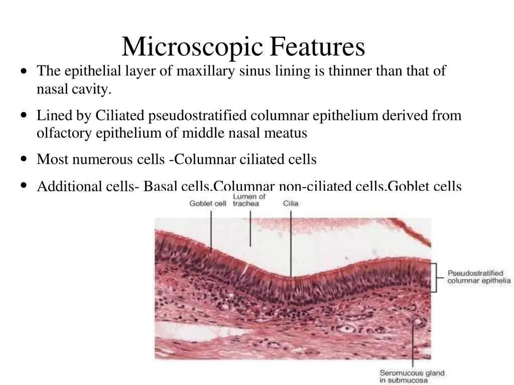microscopic features the epithelial layer