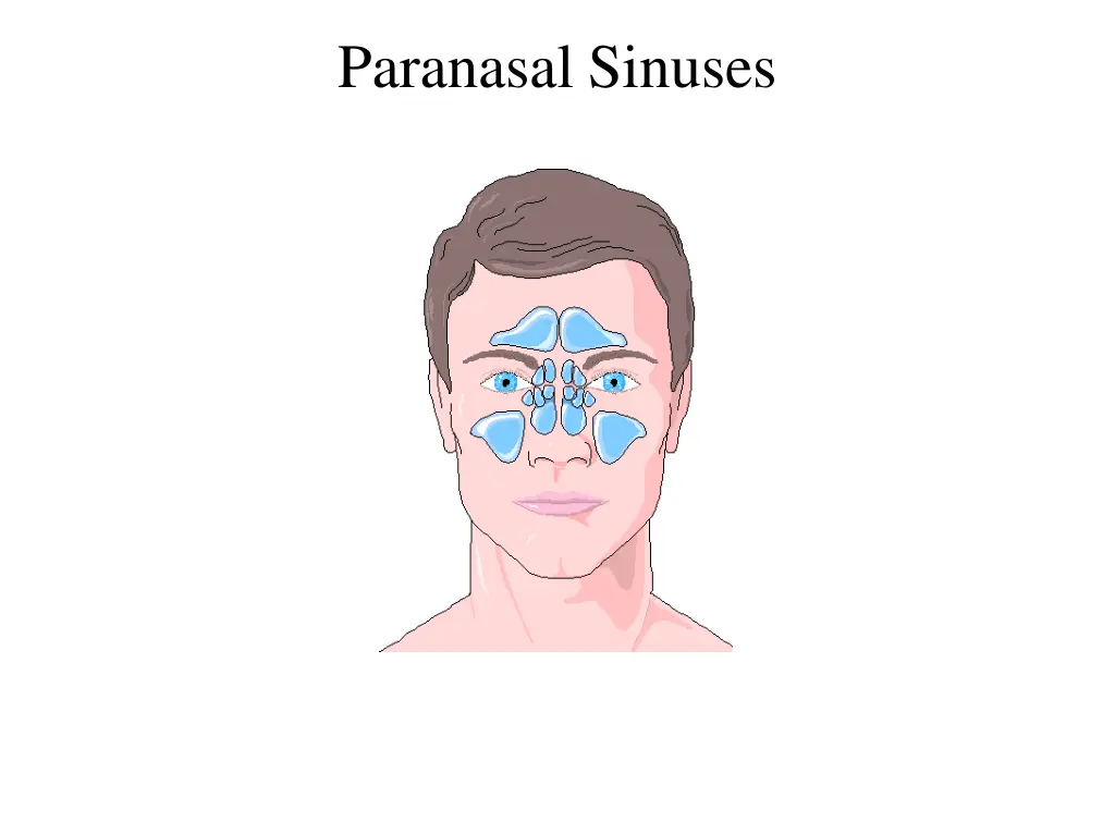 paranasal sinuses