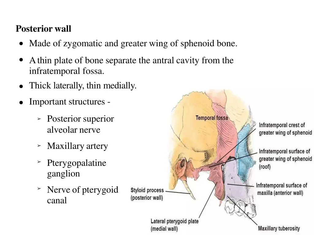 posteriorwall