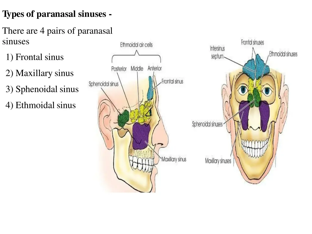 types of paranasal sinuses