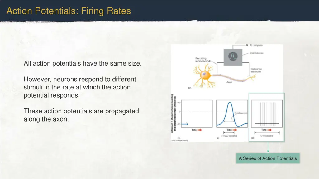 action potentials firing rates