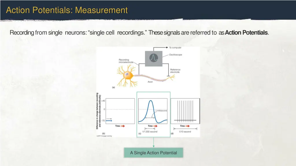 action potentials measurement