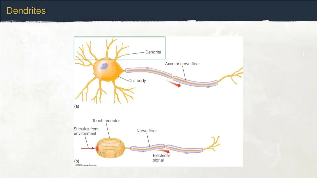 dendrites