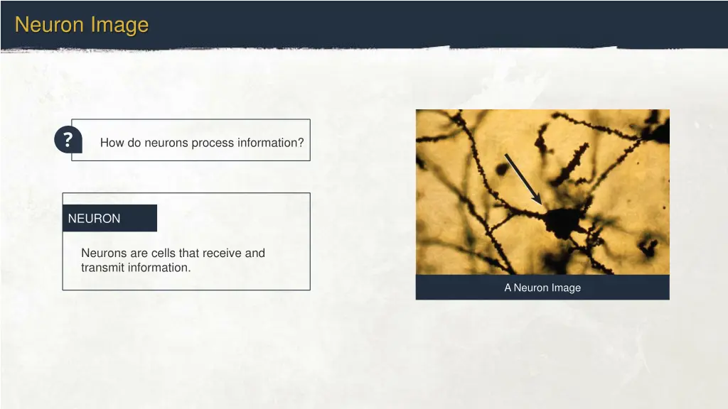 neuron image