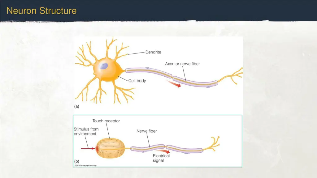 neuron structure