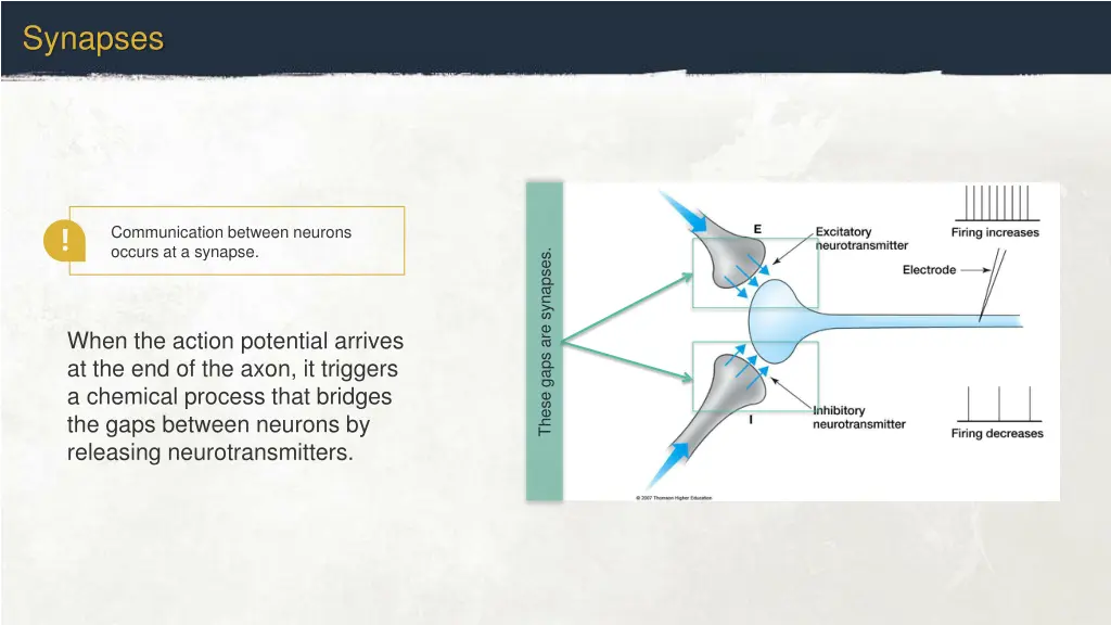 synapses