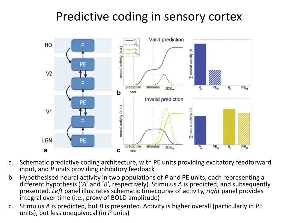 predictive coding in sensory cortex