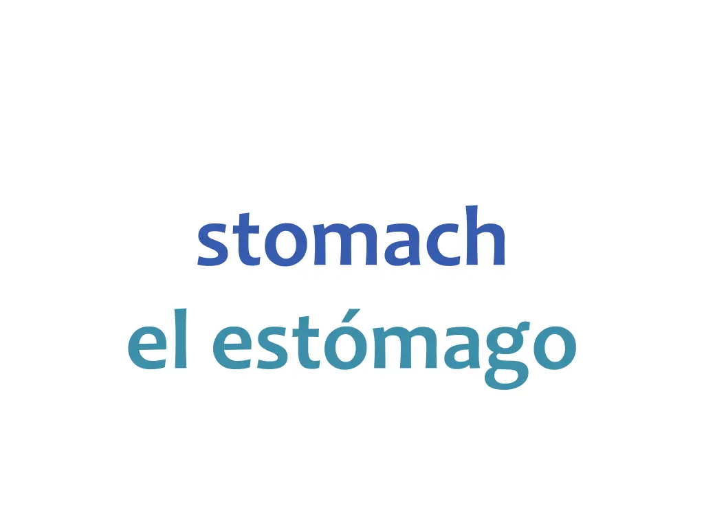 stomach el est mago