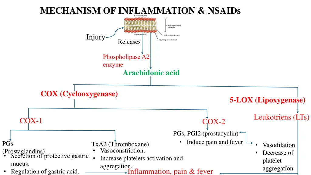 mechanism of inflammation nsaids