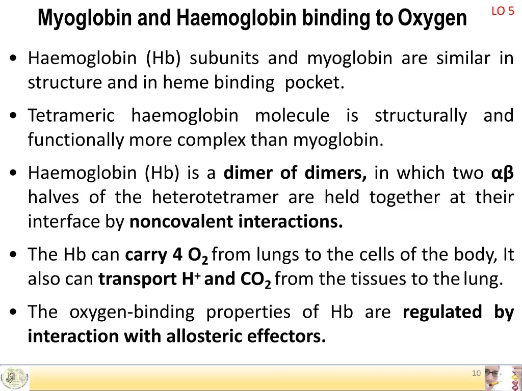 myoglobin and haemoglobin binding to oxygen