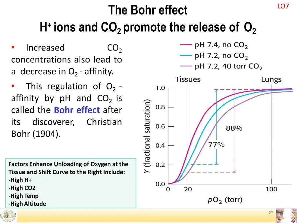 the bohr effect 1