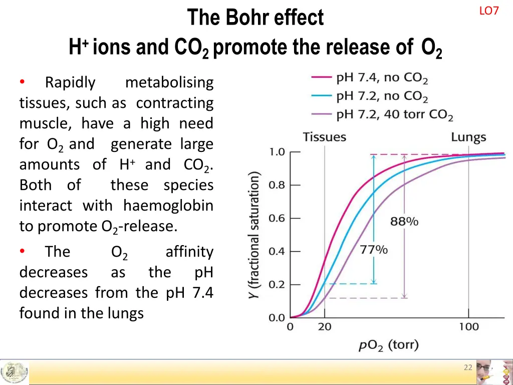 the bohr effect