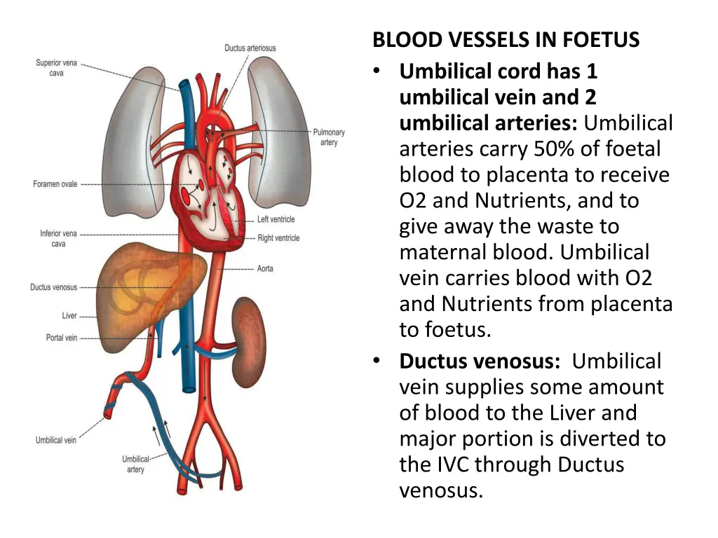 blood vessels in foetus umbilical cord