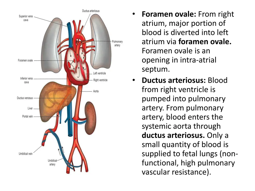 foramen ovale from right atrium major portion