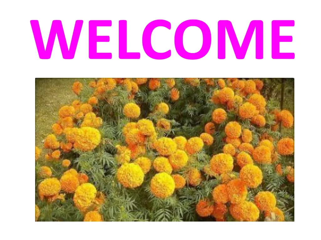 welcome