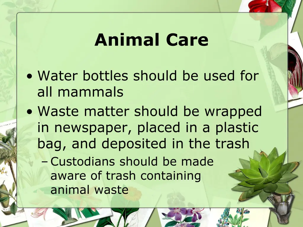 animal care 1