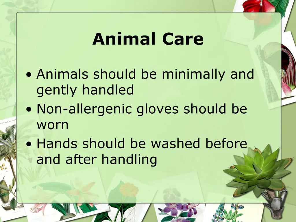 animal care 2