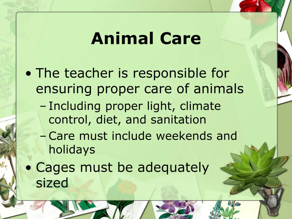 animal care