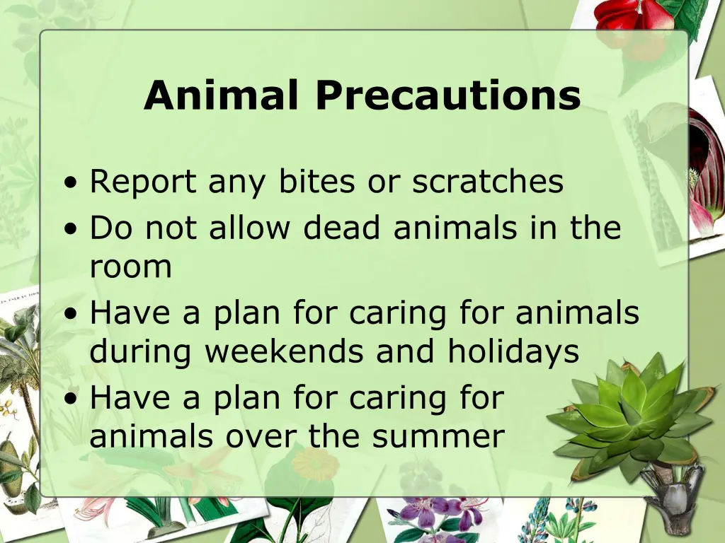 animal precautions 1