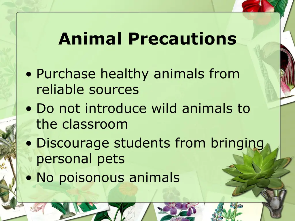 animal precautions