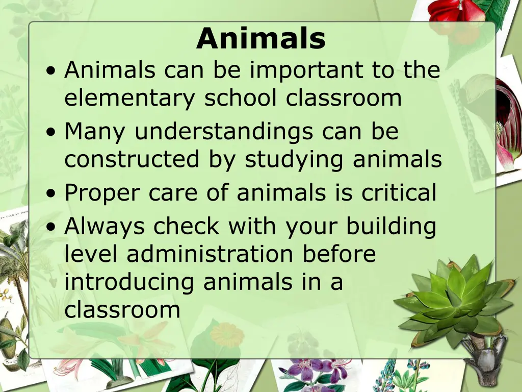 animals
