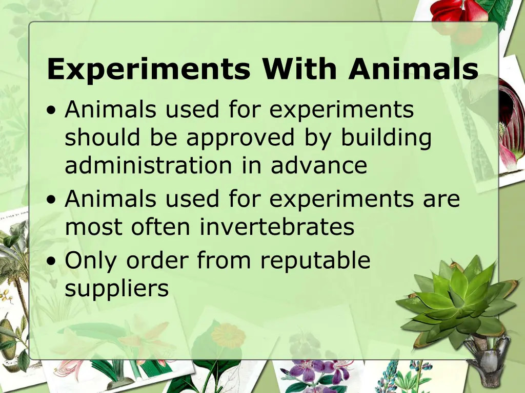 experiments with animals animals used