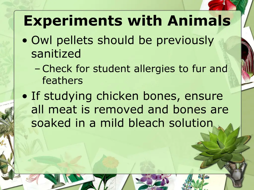 experiments with animals owl pellets should