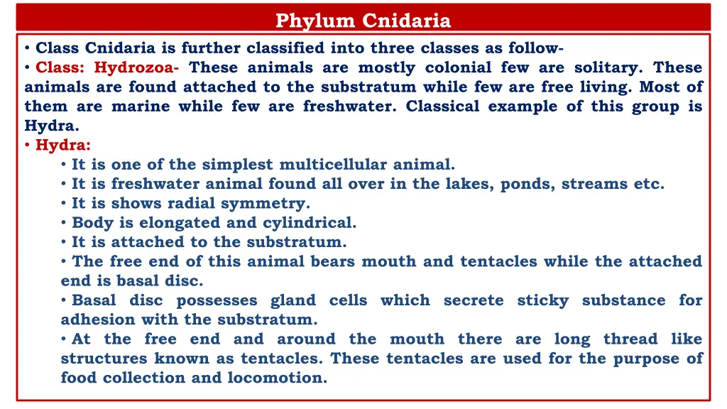 phylum cnidaria 1