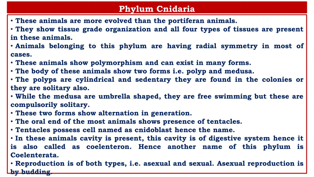 phylum cnidaria