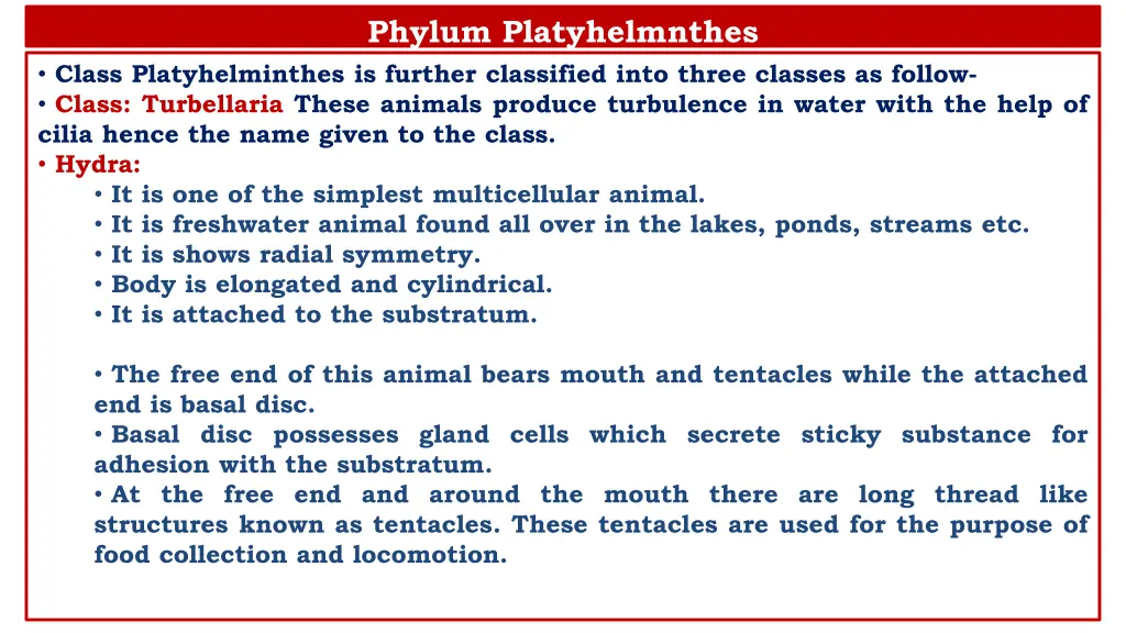 phylum platyhelmnthes