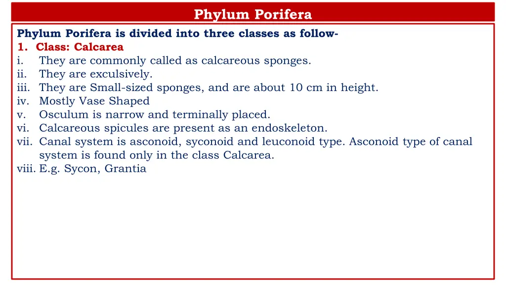 phylum porifera 1