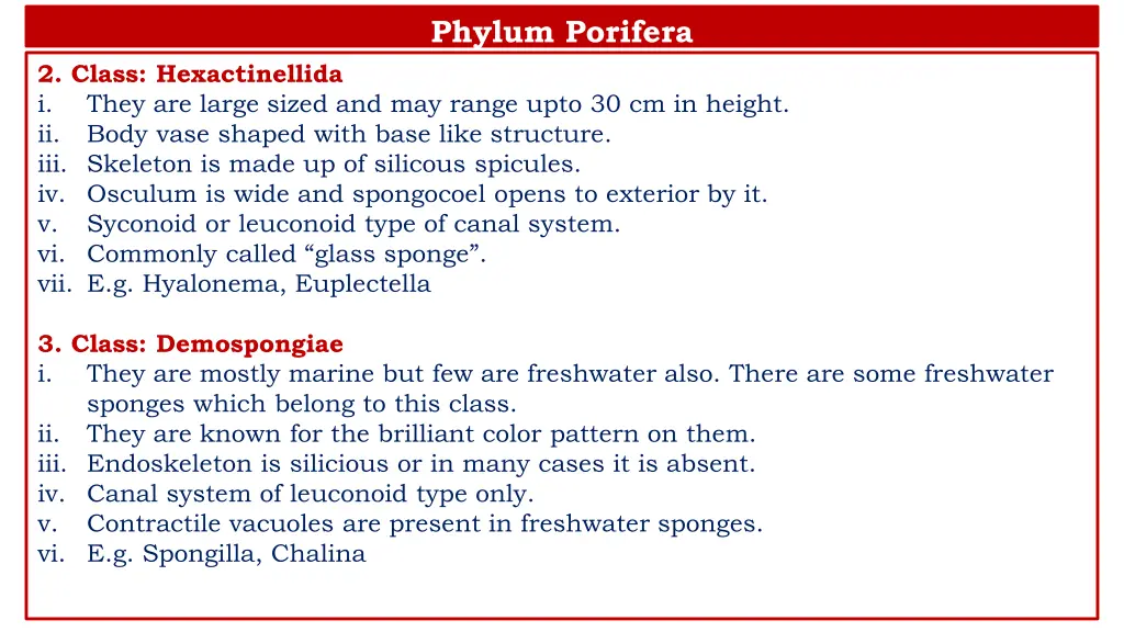 phylum porifera 2