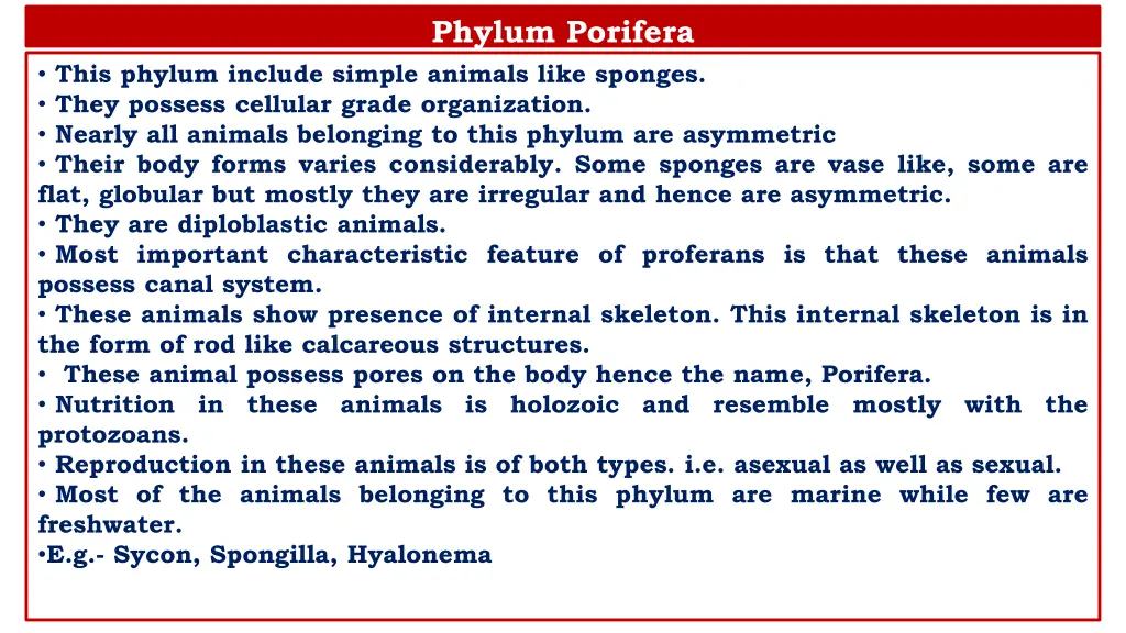 phylum porifera