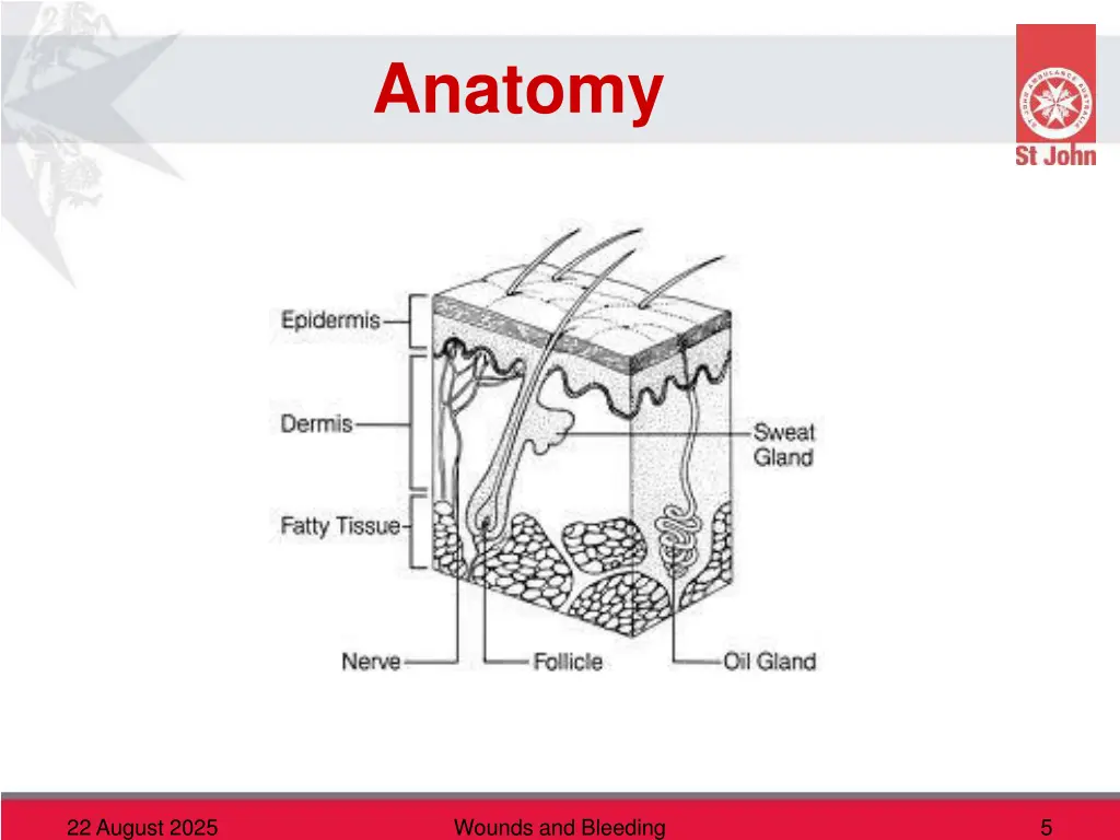 anatomy