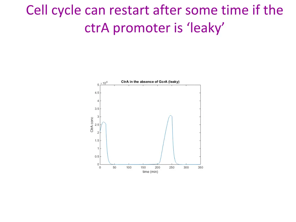 cell cycle can restart after some time