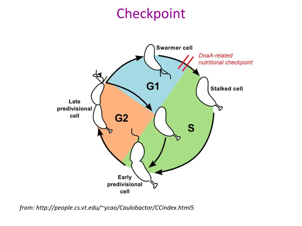 checkpoint